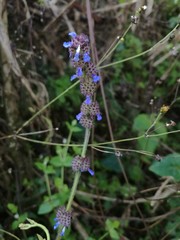 Salvia lasiocephala