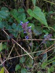 Salvia lasiocephala