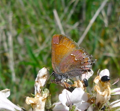 Callophrys muiri