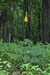 Ligularia sachalinensis