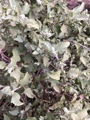 Ambrosia chenopodiifolia