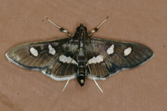 Desmia subdivisalis