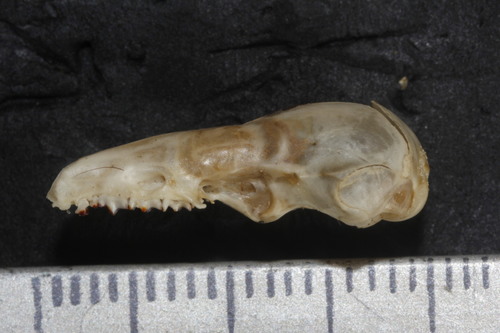 Crawford's Gray Shrew
