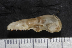Notiosorex crawfordi