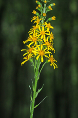 Ligularia sachalinensis