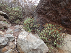 Aeonium lindleyi image