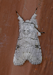 Charadra dispulsa