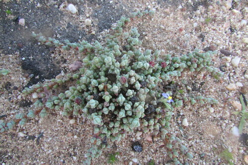 Image of Antimima prostrata by (c) James Deacon, some rights reserved (CC BY-SA)
