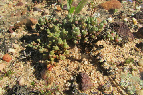 Antimima prostrata
