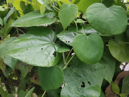 Fibraurea recisa