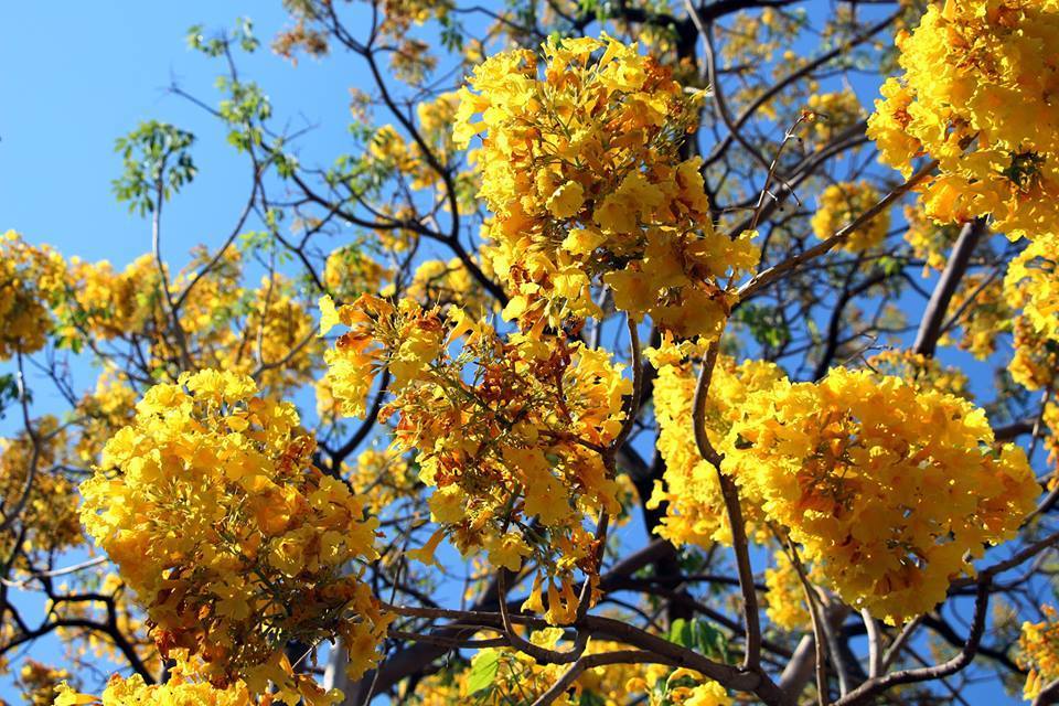 Primavera (Roseodendron donnell-smithii) · NaturaLista Mexico