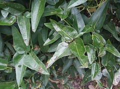 Akebia trifoliata
