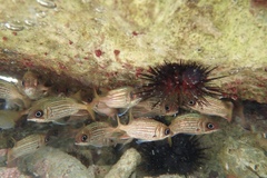 Neoniphon vexillarium