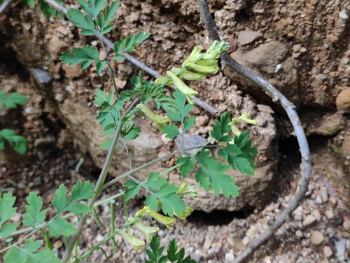 Corydalis balansae
