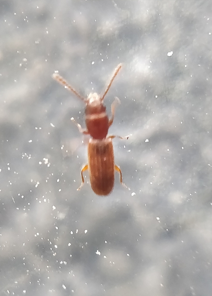 Cryptolestes capensis