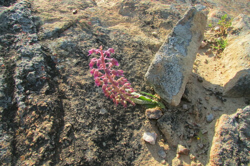 Lachenalia glauca