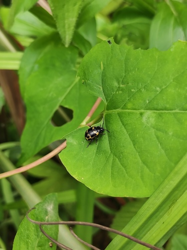Japanese Knotweed Leaf Beetle
