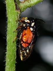 Cyphonia trifida