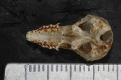 Notiosorex crawfordi