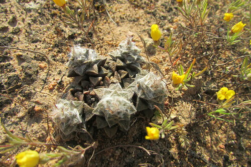 Image of Anacampseros retusa by (c) James Deacon, some rights reserved (CC BY-SA)