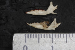 Notiosorex crawfordi