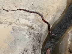 Lampropeltis polyzona