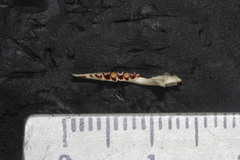 Notiosorex crawfordi