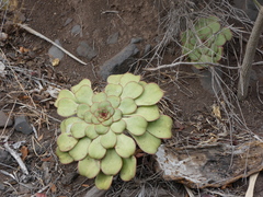 Aeonium urbicum image