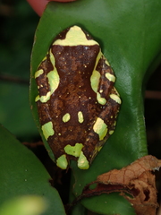 Dendropsophus sarayacuensis