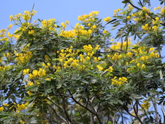 Senna racemosa