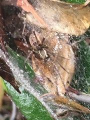 Dendrolycosa