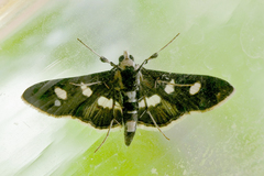 Desmia subdivisalis