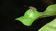 Physopelta gutta