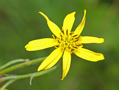 Ligularia jaluensis