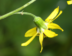 Ligularia jaluensis