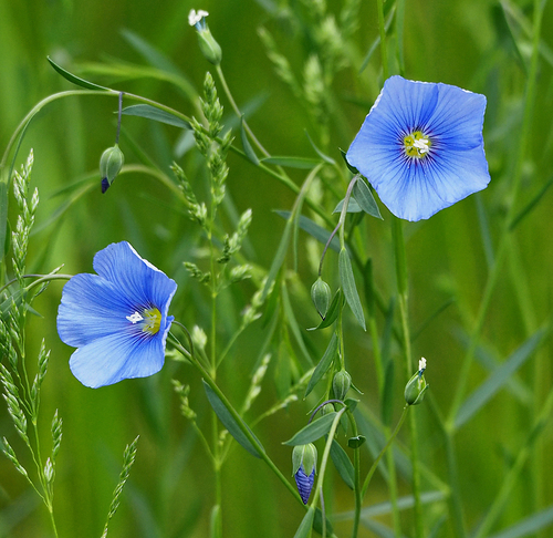 Linum usitatissimum