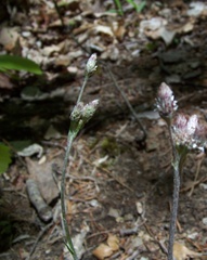 Antennaria plantaginifolia