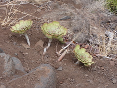 Aeonium urbicum image