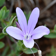 Barleria meyeriana