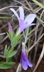 Barleria meyeriana