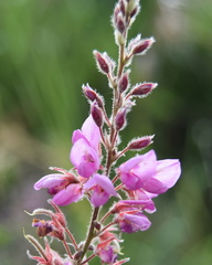 Pseudarthria hookeri