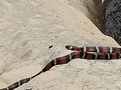 Lampropeltis polyzona