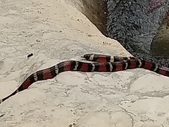 Lampropeltis polyzona