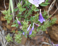 Barleria meyeriana