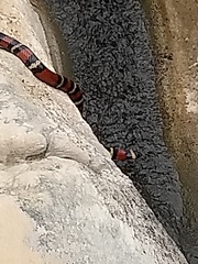 Lampropeltis polyzona