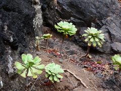 Aeonium urbicum image