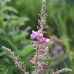 Pseudarthria hookeri