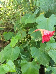 Ipomoea funis