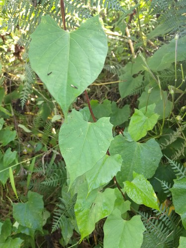 Ipomoea funis, photograph 6