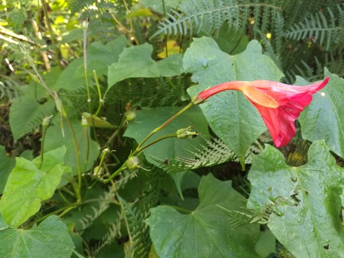 Ipomoea funis, photograph 4
